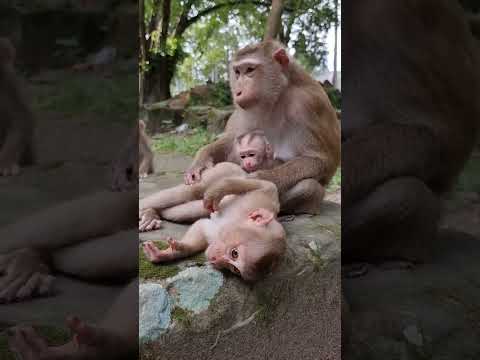 Good jo mom Luna take care her baby Luno and Lynx #shorts