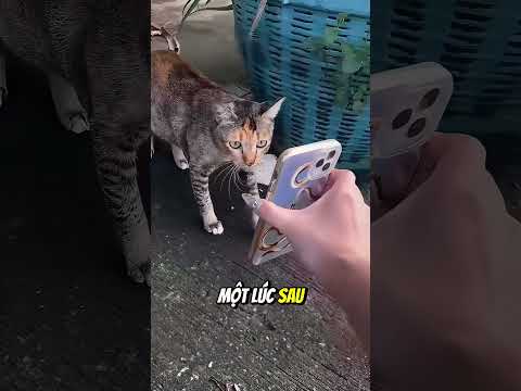 Hành trình tìm mèo lạc của cô gái #daochieu #shorts