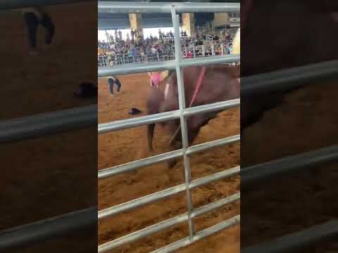 I don't know how bull riding is scored, but I'm just gonna say the bull won  (via: lauracalvillo09)