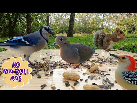 🐾🐾10 Hours of Birds & Squirrels for Dogs & Cats to watch [NO MID-ROLL ADS] Cat TV | Dog TV  🐶😺📺