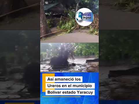 Así están los Ureros del municipio Bolívar del estado Yaracuy