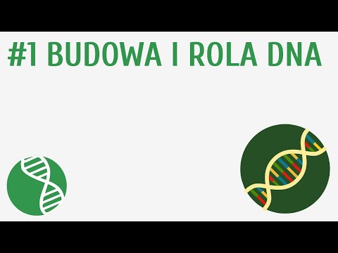 Budowa i rola DNA #1 [ Genetyka ]