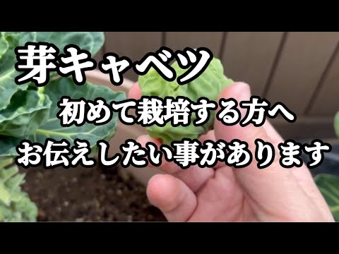 芽キャベツの冷凍:美味しさを保つ方法 植物