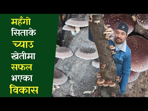 Shiitake Mushroom || यसरी गर्न सकिन्छ सिताके च्याउको खेति || Shiitake Mushroom Farming in Nepal ||
