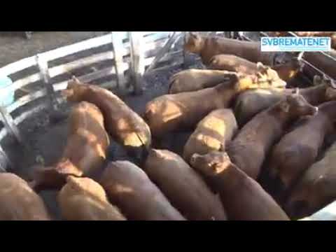 Saenz Valiente Bullrich  - MERCADO DE LINIERS 15-01-21