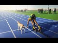 Usain Bolt VS Fastest Dog