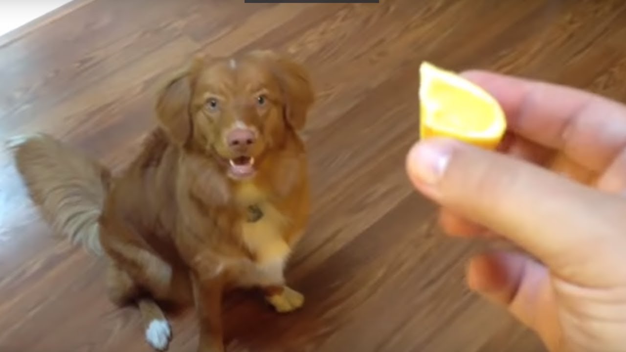 YouTube video preview