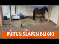 Gio heeft last van koliek! | DierenpraatTV