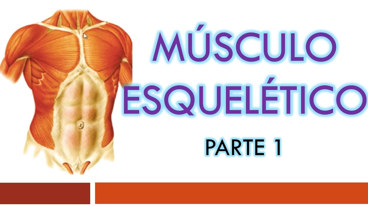 TEJIDO MUSCULAR: Generalidades y Músculo Esquelético