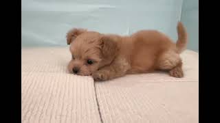 ハーフ犬の動画01