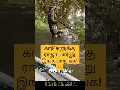 🌊 அமேசான் காடுகளின் மர்மங்கள்! 5 மீட்டர் திமிங்கல திருக்கை மீன் மற்றும் ராட்சத பாம்புகள்! 🐍😱