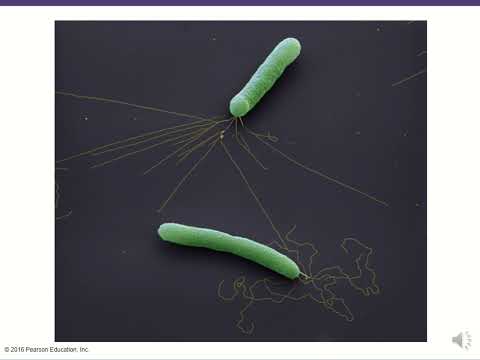 BIO 220 Chapter 15 - Microbial Mechanisms of Pathogenicity