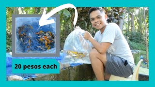 BUYING AMAZING KOI FOR 20 PESOS EACH | MAKING MONEY OUT OF FISH KEEPING