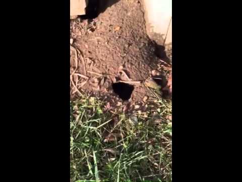 Rats Burrowing in the Garage in Red Bank, NJ