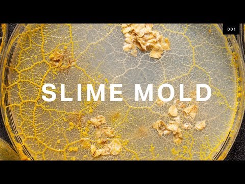 What self-driving cars can learn from brainless slime mold