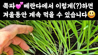 쪽파