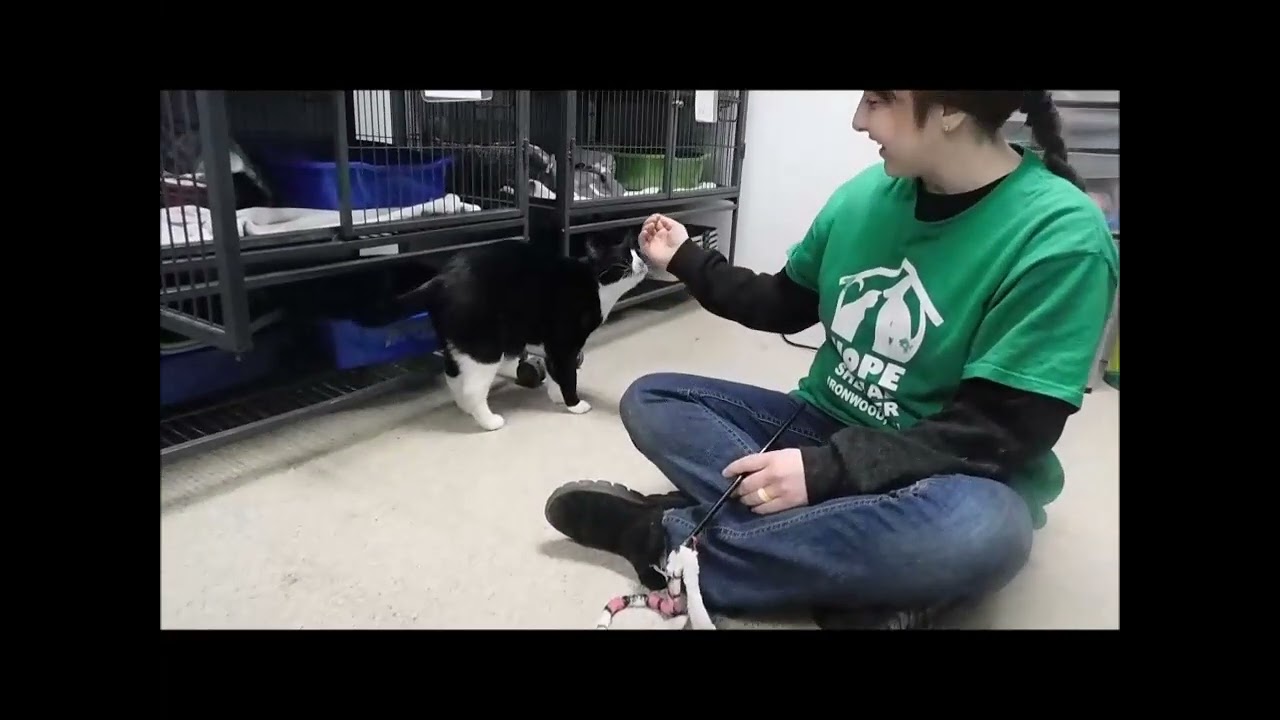 Enlarge YIN YANG, an adopted Tuxedo in Ironwood, MI video 3/3