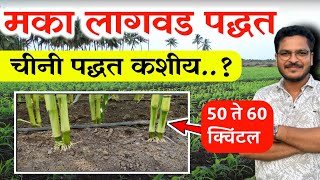 मका लागवडी योग्य पद्धत 🔥चीनी लागवड पद्धत / Maka lagvdichi Yogya Method