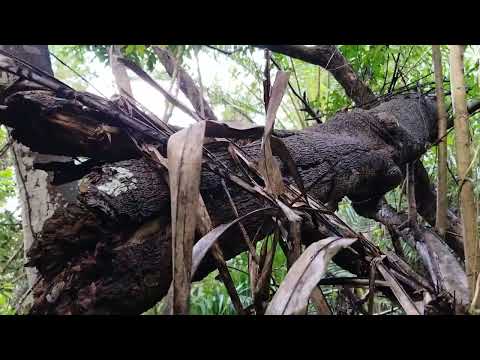 Riqueza escondida em Esplanada Bahia