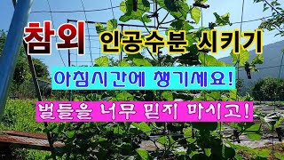 [텃밭농부 1,980]  참외 암꽃이 피면 인공수분 이렇게! #참외재배