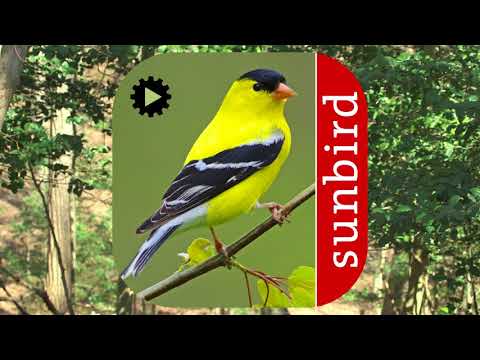 Bird Song Id USA Automatic Recognition songs calls Video