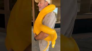 This Giant Beautiful Python is all Grown up and Moving Out🥲 by Prehistoric Pets TV