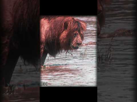 That's why we call him a "KING👑" | LION EDIT | KING OF THE JUNGLE EDIT | #trendingshorts #wildlife