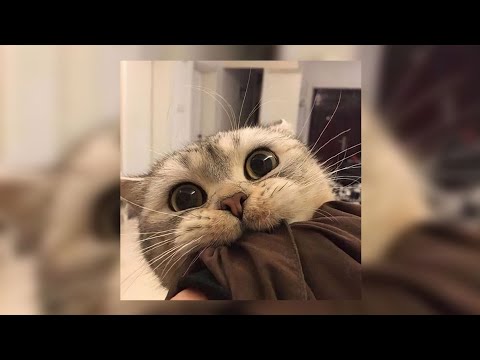 ungu ft. andien - saat bahagia