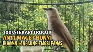 Download lagu Trucuk BETINA memanggil Jantan Suara Birahi Ngecuplik 100% pancingan trucukan gacor agar BUNYI EMOSI mp3