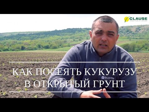 ПОСЕВ КУКУРУЗЫ В ОТКРЫТЫЙ ГРУНТ | СЕЕМ КУКУРУЗУ ОТ CLAUSE