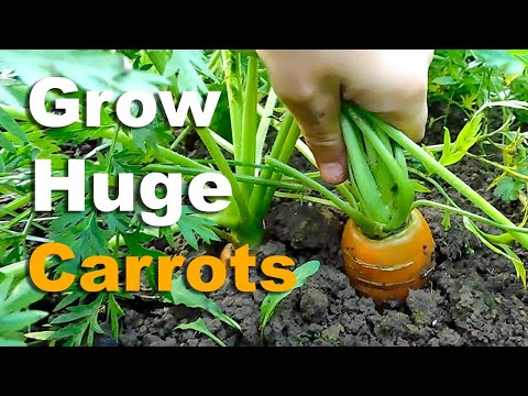 , title : 'How To Grow Carrots | Complete Guide To HUGE Carrots!'