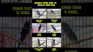 Download lagu akankah perolehan rekor MOBIL murai batu SS tersalip SINGO EDAN dengan koleksi 9 Mobil nya mp3