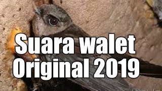 Download lagu Suara walet original 2019 terbaik mp3 Download lagu Suara walet original 2019 terbaik mp3