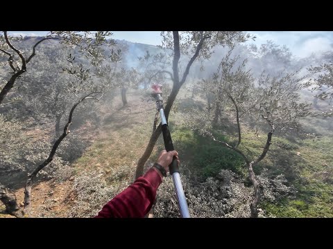 Dakkin SC8611 Zeytin Budama