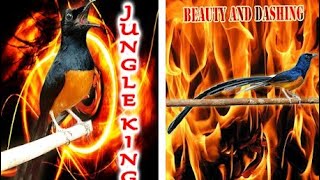 Download lagu TERBUKTI !! AMPUH!! ,SUARA PIKAT BURUNG MURAI BATU,KALIMANTAN,BORNEO @agusdidiguntoro_channel4565 mp3