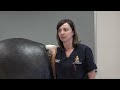 Equine Perform A Rectal Examination As For A Colic Patient