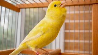 Download lagu Your Canary MUST Listen to This Timbrado Song - Canary Training Song mp3