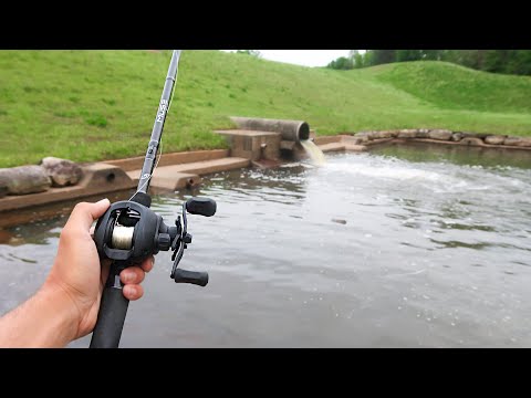 This FARM Pond is LOADED w/ GIANT Bass (Frog Fishing) Video