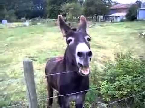 Asino che canta