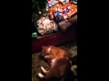 Cat V Gift