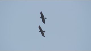 Kolkrabe Flugspiele, Common raven flying