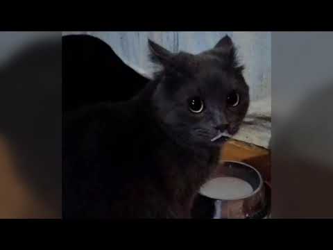 fromtheheart - Losin' It (feat. kmoe, osquinn, brakence, ericdoa, glaive & VALENTINE)  \☆\  Lyrics