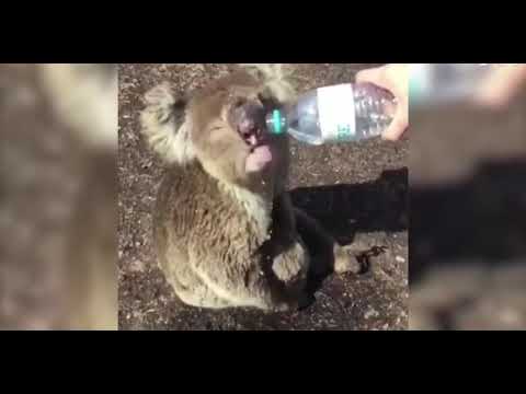 Australia bushfires...Koala drinking water after fire wounds... Inside story