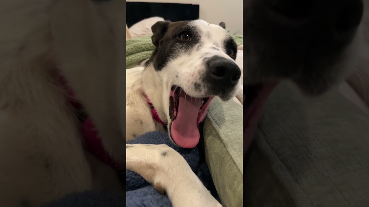 Enlarge Willow, a Adoptable mixed breed in Encino, CA video 6/6