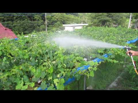 園芸 ボルドー混合物