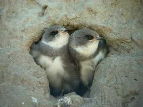 oeverzwaluw (Sand Martin) 2