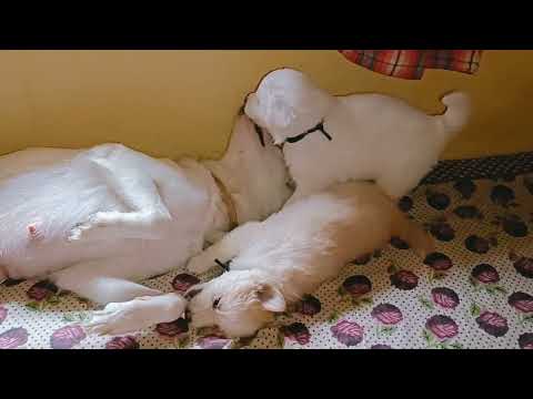 🐶35 day's puppies playing with mother dog 🐕❤️ #puppylove #puppies #motherdog  #motherlove  #shorts