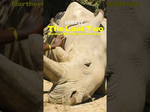UPDATE: The Last Two Northern White Rhinos in Existence #shorts