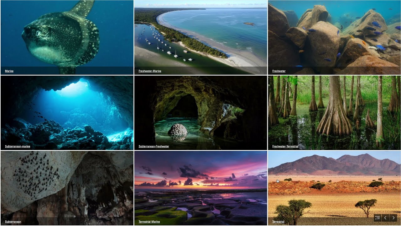 The IUCN Global Ecosystem Typology