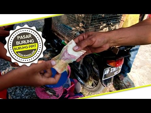 Bagaimana untuk memperbesar penis Anda dalam berhubungan intim Vegetarian dengan impotensi